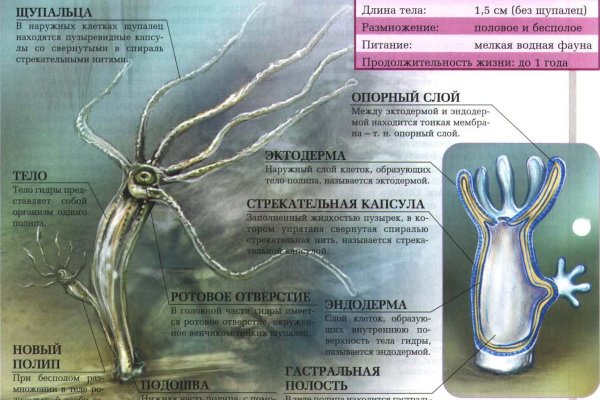 Kraken вход kraken torion